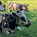 Σπίτι διακοπών Le Mont Roty - 15min Deauville - 15p