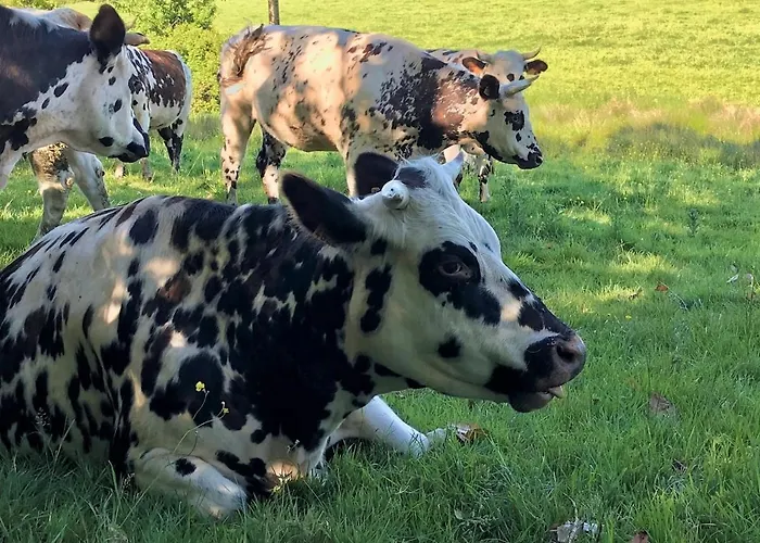 Holiday home Le Mont Roty - 15min Deauville - 15p